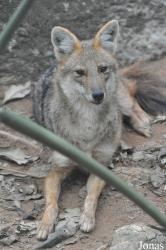 Khao Kheow Open Zoo