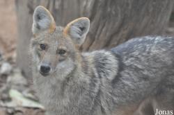 Canis aureus crusemanni