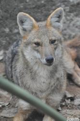 Khao Kheow Open Zoo