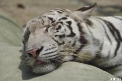 Khao Kheow Open Zoo
