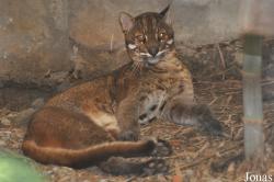 Khao Kheow Open Zoo