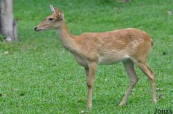 Khao Kheow Open Zoo