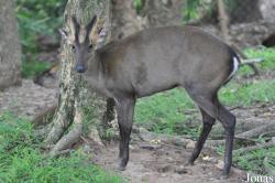 Khao Kheow Open Zoo