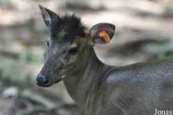 Khao Kheow Open Zoo