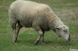 Mouton Belle-Île