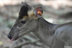 Khao Kheow Open Zoo