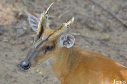 Khao Kheow Open Zoo