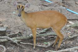 Khao Kheow Open Zoo