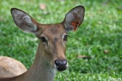 Khao Kheow Open Zoo