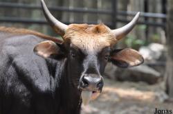 Khao Kheow Open Zoo
