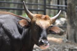 Khao Kheow Open Zoo