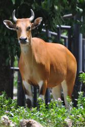 Khao Kheow Open Zoo