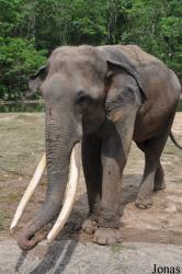 Khao Kheow Open Zoo