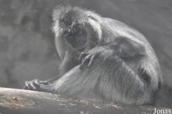 Khao Kheow Open Zoo