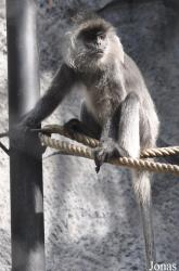 Khao Kheow Open Zoo