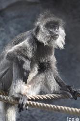 Khao Kheow Open Zoo