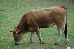 Vache Maraîchine