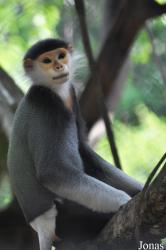 Khao Kheow Open Zoo