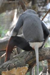Khao Kheow Open Zoo