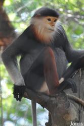 Khao Kheow Open Zoo