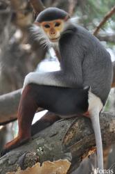 Khao Kheow Open Zoo