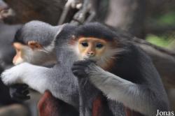Khao Kheow Open Zoo
