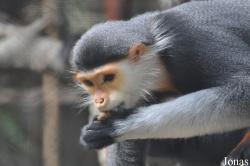 Khao Kheow Open Zoo