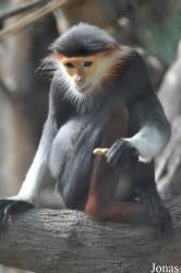 Khao Kheow Open Zoo