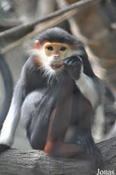 Khao Kheow Open Zoo