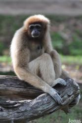 Hylobates lar entelloides