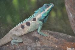 Calotes mystaceus