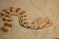Viperinae