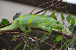 The Tropical Zoo