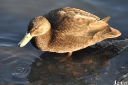 WWT London Wetland Centre