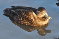 WWT London Wetland Centre