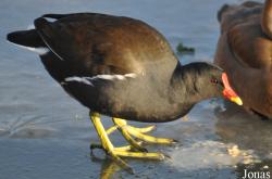 WWT London Wetland Centre