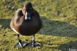 Aythya australis