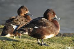 WWT London Wetland Centre