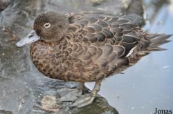 WWT London Wetland Centre