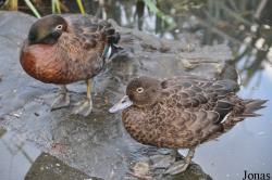 WWT London Wetland Centre