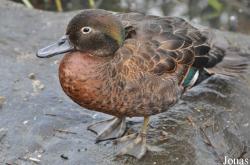 WWT London Wetland Centre