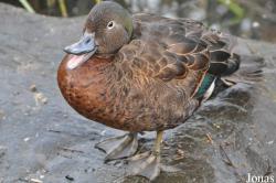 WWT London Wetland Centre