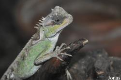 Acanthosaura capra