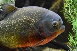 Pygocentrus nattereri