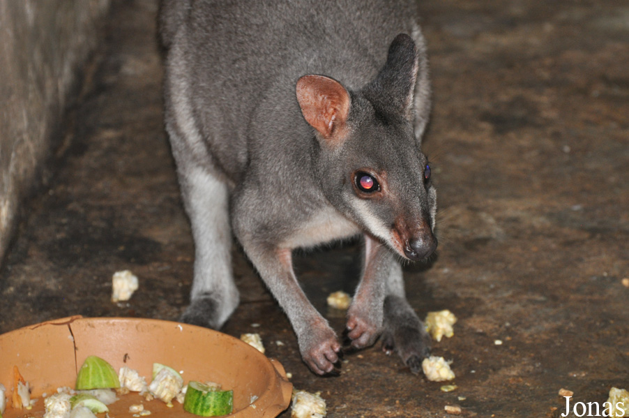 Pata Zoo