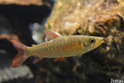 Characidae