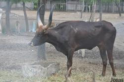 Hybride Boeuf Watussi x Gaur