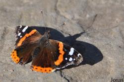 Nymphalinae
