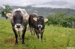 Vache Tiroler Grauvieh