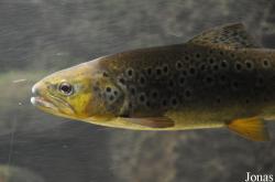 Salmoniformes